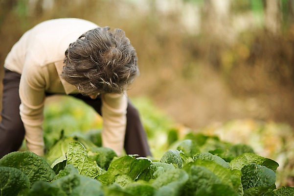 포토 JPG 주간 여자 노년 할머니 여유 한명 서기 미소 들기 상반신 야외 앞모습 실버라이프 한국인 60대 즐거움 배추 원예 배추재배 노인여자한명만 국내포토 자연요소 1 라이프스타일 감정 뷰포인트 채소 모션 표정 사람 동양인 성인 취미 여자한명만 노인여자만 파일형식
