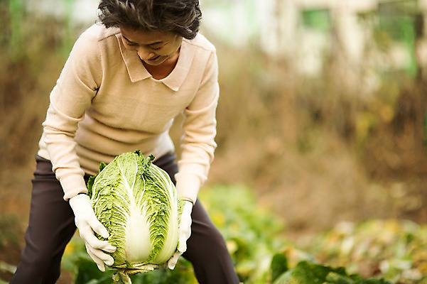 포토 JPG 주간 여자 노년 할머니 여유 한명 서기 미소 들기 상반신 야외 앞모습 실버라이프 한국인 60대 즐거움 배추 원예 배추재배 노인여자한명만 국내포토 자연요소 1 라이프스타일 감정 뷰포인트 채소 모션 표정 사람 동양인 성인 취미 여자한명만 노인여자만 파일형식