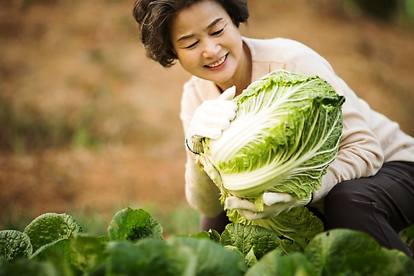 포토 JPG 주간 여자 노년 할머니 여유 한명 서기 미소 들기 상반신 야외 앞모습 실버라이프 한국인 60대 즐거움 배추 원예 배추재배 노인여자한명만 국내포토 자연요소 1 라이프스타일 감정 뷰포인트 채소 모션 표정 사람 동양인 성인 취미 여자한명만 노인여자만 파일형식