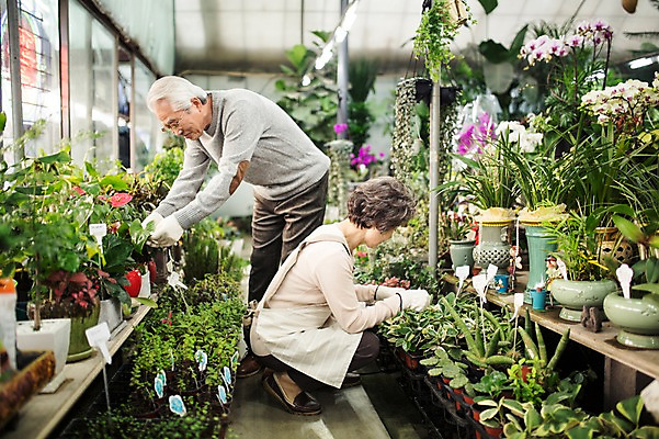 포토 JPG 전신 여자 할아버지 노년 남자 꽃 할머니 여유 실내 서기 앉기 두명 옆모습 실버라이프 노부부 한국인 60대 꽃집 원예 꽃가꾸기 노인만 국내포토 식물 라이프스타일 부부 감정 뷰포인트 모션 사람 동양인 성인 취미 내부 상점 성인만 파일형식