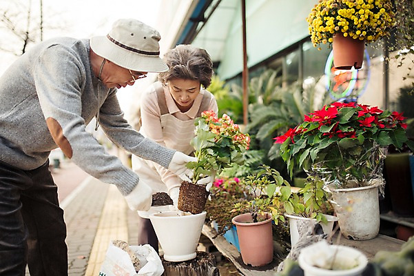 포토 JPG 주간 여자 할아버지 노년 남자 화분 할머니 여유 서기 상반신 야외 두명 옆모습 실버라이프 노부부 다정 한국인 60대 꽃집 원예 꽃가꾸기 노인만 국내포토 자연요소 라이프스타일 부부 감정 뷰포인트 컨셉 모션 사람 동양인 성인 취미 상점 성인만 파일형식