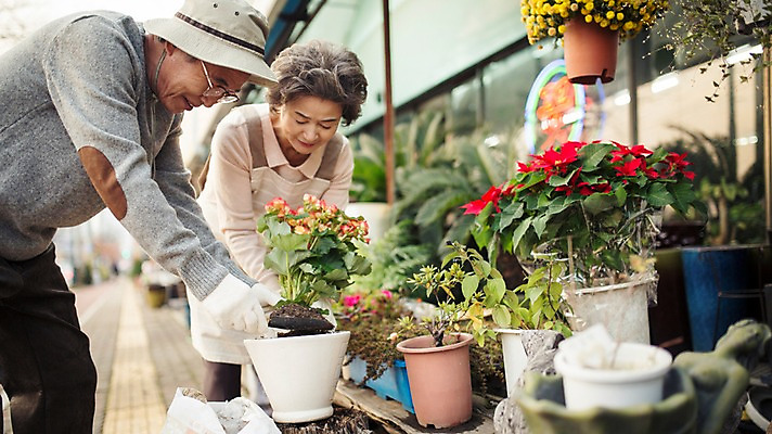 포토 JPG 주간 여자 할아버지 노년 남자 화분 할머니 여유 서기 상반신 야외 두명 옆모습 실버라이프 노부부 다정 한국인 60대 꽃집 원예 꽃가꾸기 노인만 국내포토 자연요소 라이프스타일 부부 감정 뷰포인트 컨셉 모션 사람 동양인 성인 취미 상점 성인만 파일형식