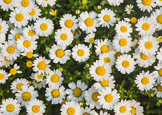 포토 JPG 주간 백그라운드 자연 풍경 사람없음 야외 봄 들꽃 국내포토 자연요소 계절 꽃 생태계 파일형식