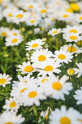 포토 JPG 주간 백그라운드 자연 풍경 사람없음 야외 아웃포커스 봄 들꽃 국내포토 자연요소 계절 꽃 촬영기법 생태계 파일형식