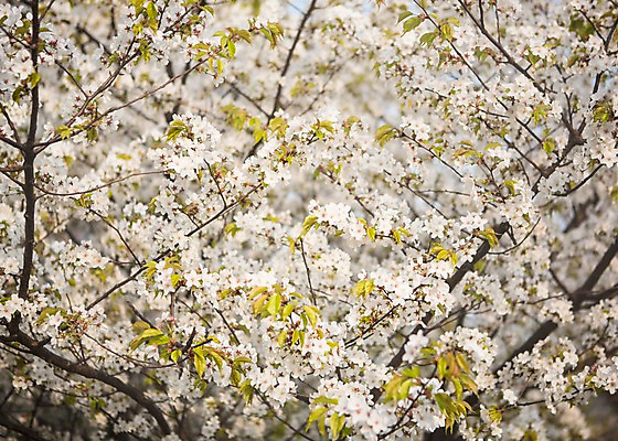 포토 JPG 주간 나무 백그라운드 자연 풍경 사람없음 야외 봄 벚꽃 국내포토 자연요소 식물 계절 꽃 생태계 파일형식