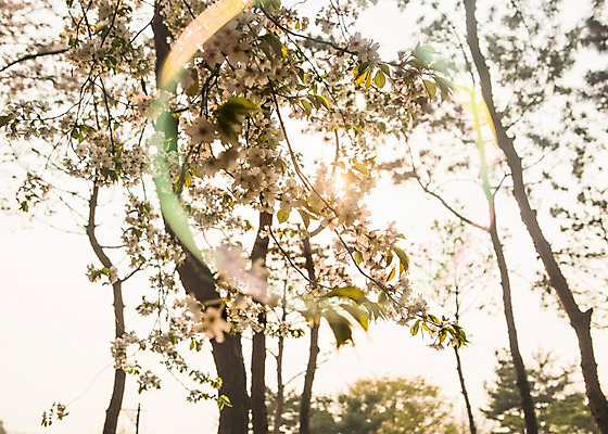 포토 JPG 주간 나무 백그라운드 자연 풍경 사람없음 야외 봄 벚꽃 비눗방울 국내포토 자연요소 식물 계절 꽃 생태계 파일형식