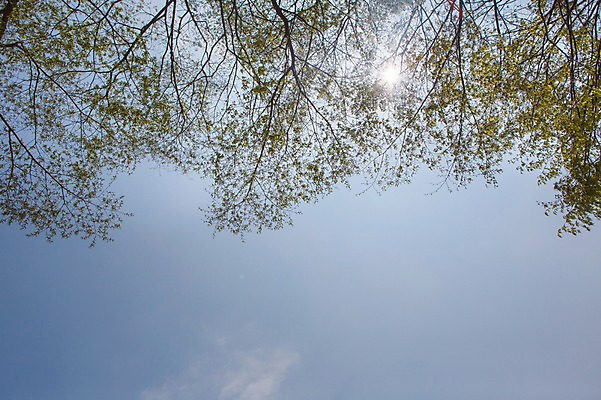 포토 JPG 주간 나무 백그라운드 자연 하늘 풍경 사람없음 야외 봄 국내포토 자연요소 식물 계절 생태계 파일형식