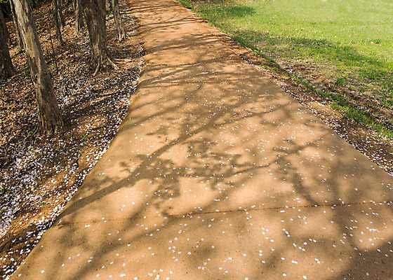 포토 JPG 주간 나무 꽃잎 길 백그라운드 자연 그림자 풍경 잔디 사람없음 야외 봄 산책로 벚꽃 낙화 국내포토 자연요소 식물 계절 꽃 생태계 파일형식