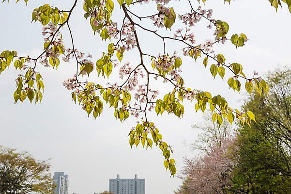 포토 JPG 주간 나무 백그라운드 자연 하늘 아파트 풍경 사람없음 야외 봄 벚꽃 나뭇가지 국내포토 자연요소 식물 계절 꽃 주택 생태계 파일형식