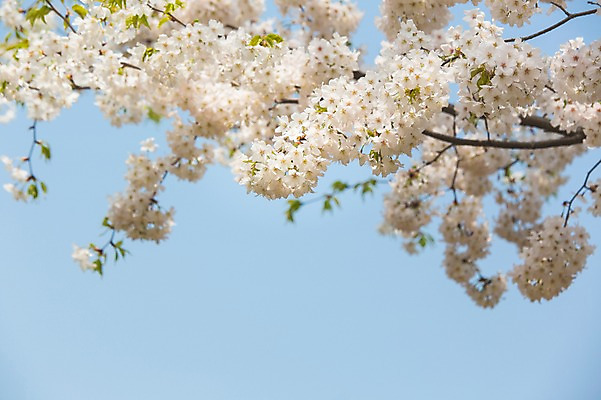 포토 JPG 주간 나무 백그라운드 자연 하늘 풍경 사람없음 야외 봄 벚꽃 국내포토 자연요소 식물 계절 꽃 생태계 파일형식