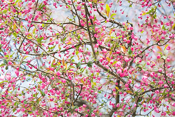 포토 JPG 주간 나무 꽃 백그라운드 자연 풍경 사람없음 야외 봄 나뭇가지 국내포토 자연요소 식물 계절 생태계 파일형식