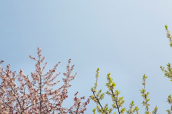 포토 JPG 주간 나무 백그라운드 자연 하늘 풍경 사람없음 야외 봄 벚꽃 나뭇가지 국내포토 자연요소 식물 계절 꽃 생태계 파일형식