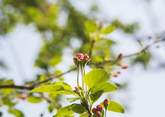 포토 JPG 주간 나무 백그라운드 자연 나뭇잎 풍경 사람없음 야외 아웃포커스 봄 국내포토 자연요소 식물 계절 잎 촬영기법 생태계 파일형식