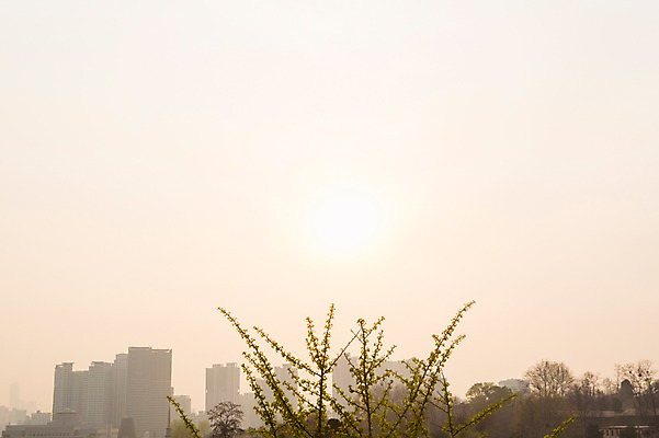 포토 JPG 주간 나무 백그라운드 자연 하늘 풍경 사람없음 야외 일몰 봄 도시 국내포토 자연요소 식물 계절 노을 생태계 파일형식