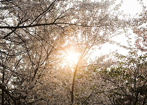 포토 JPG 주간 나무 백그라운드 자연 풍경 사람없음 야외 햇빛 봄 벚꽃 국내포토 자연요소 식물 계절 꽃 태양 생태계 파일형식