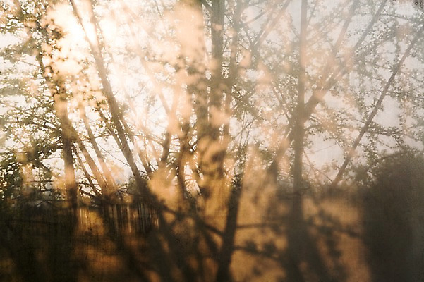 포토 JPG 주간 나무 백그라운드 자연 그림자 풍경 사람없음 야외 일몰 봄 벚꽃 나뭇가지 국내포토 자연요소 식물 계절 꽃 노을 생태계 파일형식