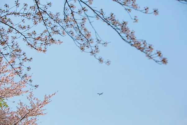 포토 JPG 주간 나무 백그라운드 자연 조류 하늘 풍경 사람없음 야외 봄 벚꽃 국내포토 자연요소 식물 동물 계절 꽃 생태계 파일형식
