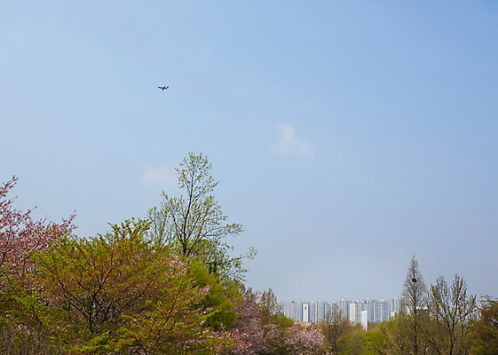 포토 JPG 주간 나무 백그라운드 자연 하늘 비행기 아파트 풍경 사람없음 야외 봄 벚꽃 국내포토 자연요소 식물 계절 꽃 항공교통 대중교통 주택 생태계 파일형식