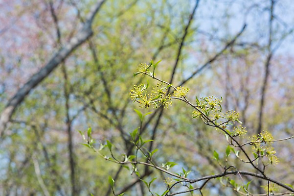 포토 JPG 주간 나무 백그라운드 자연 풍경 사람없음 야외 아웃포커스 봄 벚꽃 나뭇가지 국내포토 자연요소 식물 계절 꽃 촬영기법 생태계 파일형식
