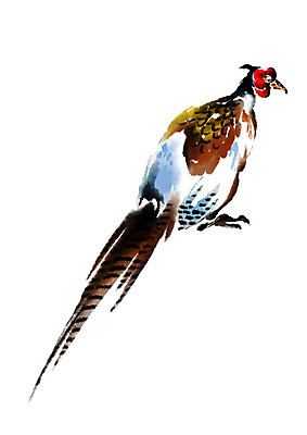 PSD 한마리 일러스트 캘리그라피 조류 수묵화 사람없음 꿩 국내일러스트 동물 1 미술 파일형식