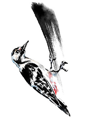 PSD 한마리 일러스트 캘리그라피 조류 수묵화 사람없음 딱따구리 국내일러스트 동물 1 미술 파일형식