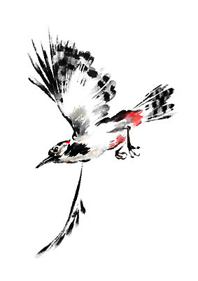 PSD 한마리 일러스트 캘리그라피 조류 수묵화 사람없음 딱따구리 국내일러스트 동물 1 미술 파일형식