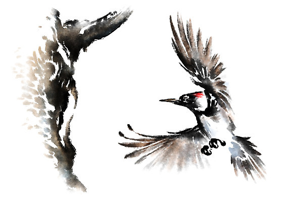PSD 한마리 일러스트 캘리그라피 조류 수묵화 사람없음 딱따구리 국내일러스트 동물 1 미술 파일형식
