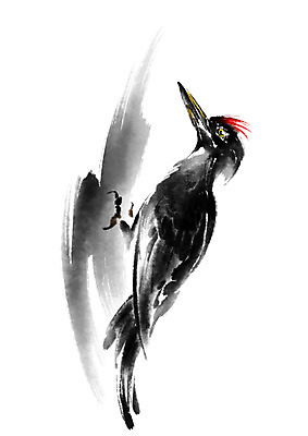 PSD 한마리 일러스트 캘리그라피 조류 수묵화 사람없음 딱따구리 국내일러스트 동물 1 미술 파일형식