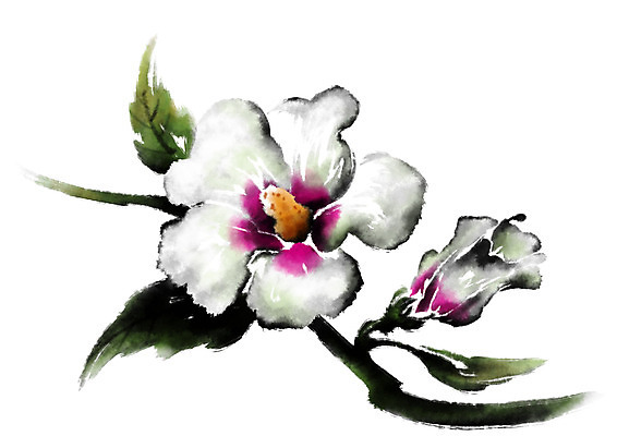 PSD 꽃 일러스트 캘리그라피 수묵화 사람없음 무궁화 국내일러스트 식물 미술 파일형식