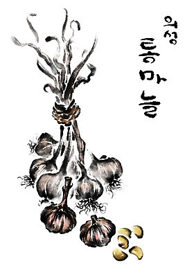 PSD 일러스트 캘리그라피 마늘 수묵화 사람없음 특산물 의성 통마늘 국내일러스트 채소 미술 경상북도 파일형식