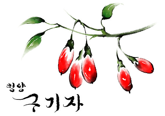 PSD 일러스트 캘리그라피 수묵화 사람없음 특산물 구기자 국내일러스트 열매 미술 파일형식