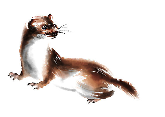 PSD 동물 한마리 일러스트 캘리그라피 수묵화 사람없음 족제비 국내일러스트 1 포유류 미술 파일형식