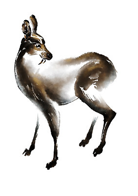 PSD 동물 한마리 일러스트 캘리그라피 수묵화 사람없음 노루 국내일러스트 1 포유류 미술 파일형식