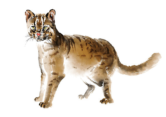 PSD 동물 한마리 일러스트 캘리그라피 수묵화 사람없음 살쾡이 국내일러스트 1 미술 파일형식