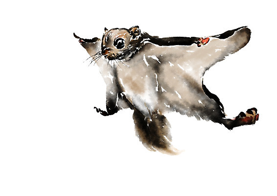 PSD 동물 한마리 일러스트 캘리그라피 수묵화 사람없음 날다람쥐 국내일러스트 1 미술 다람쥐 파일형식