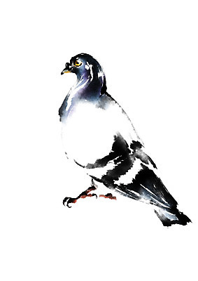 PSD 한마리 일러스트 캘리그라피 조류 수묵화 사람없음 비둘기 국내일러스트 동물 1 미술 파일형식