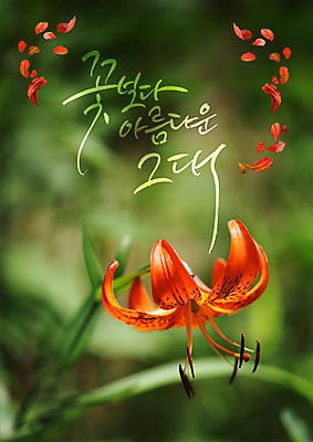 PSD 편집이미지 꽃잎 꽃 한송이 한글 사람없음 뷰티 그대 나리꽃 이미지편집 식물 문자 1 송이 파일형식