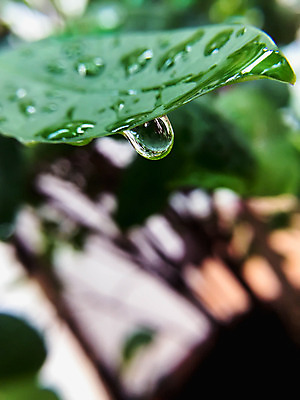 포토 JPG 해외이미지 나무 식물 계절 백그라운드 잎 자연 아침 사람없음 초록색 물 환경 정원 봄 거품 젖음 물방울 신선 액체 닫기 떨어짐 이슬 빗방울 묘사 질감 내추럴 떠남 해외202004 해외포토 주간 자연요소 컬러 컨셉 모션 비_날씨 생태계 파일형식 이미지허브