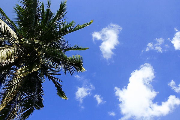 포토 JPG 해외이미지 나무 식물 구름 여행 잎 자연 추상 휴가 손바닥 풍경 사람없음 초록색 파란색 광선 흰색 나뭇가지 하와이 코코넛 솜털 이국적 해외202004 해외포토 자연요소 손 컬러 무늬 과일 미국 생태계 파일형식 이미지허브