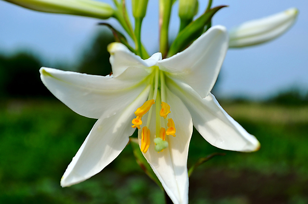 포토 JPG 해외이미지 식물 꽃 자연 사람없음 정원 흰색 해외202004 해외포토 컬러 생태계 파일형식 이미지허브