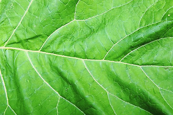 포토 JPG 해외이미지 식물 백그라운드 자연 사람없음 초록색 여름 닫기 질감 시트 해외202004 해외포토 계절 컬러 모션 생태계 파일형식 이미지허브