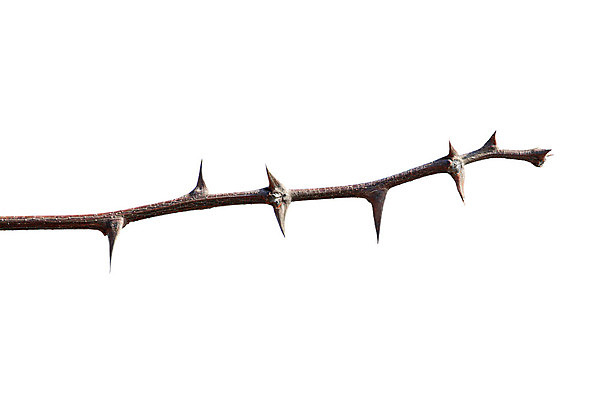 포토 JPG 해외이미지 식물 백그라운드 건조 사람없음 흰색 나뭇가지 죽음 거친 가시 보호 상처 위험 날카로움 스파이크 고립 해외202004 해외포토 나무 컬러 컨셉 파일형식 이미지허브