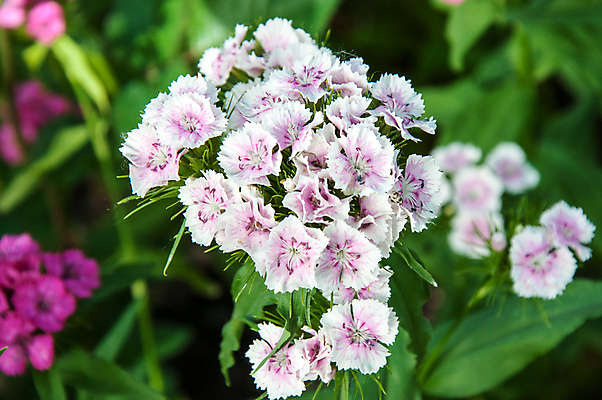포토 JPG 해외이미지 식물 디자인 계절 꽃잎 꽃 줄기 분홍색 꽃다발 결혼 백그라운드 자연 발렌타인데이 선물 사랑 동양인 사람없음 장식 빨간색 초록색 여름 컬러풀 정원 봄 벚꽃 흰색 축하 화려 심볼 카네이션 질감 아로마 동쪽 내추럴 특별함 해외202004 튀르키예 해외포토 감정 아시아 컬러 컨셉 데이이벤트 인종 이벤트 방향 생태계 파일형식 이미지허브