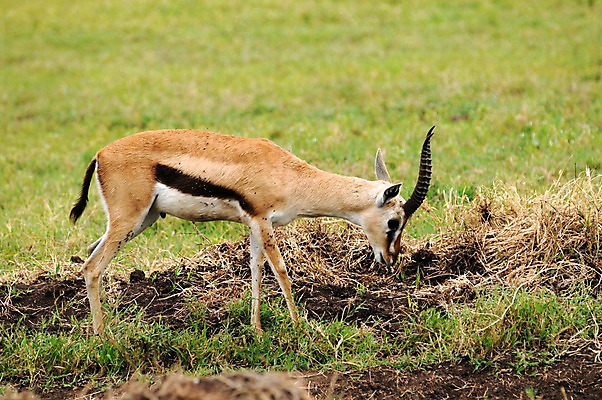 포토 JPG 해외이미지 동물 한마리 응시 야생동물 포유류 아프리카 자연 휴가 뿔 국립공원 서기 사람없음 야외 옆모습 가로 초록색 갈색 신혼여행 고독 사파리 영양 케냐 노려봄 가젤 보호구역 사바나 초식 탄자니아 평야 해외202004 해외포토 1 시선 공원 감정 나라 뷰포인트 컬러 결혼 모션 표정 생태계 구역 파일형식 이미지허브