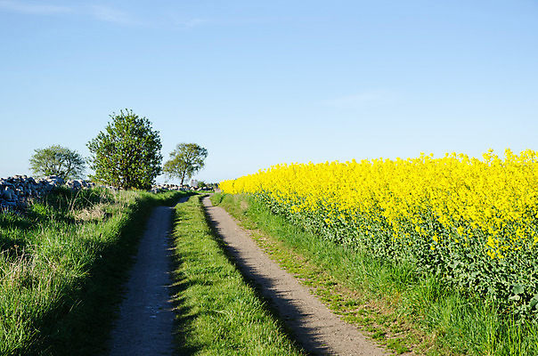 포토 JPG 해외이미지 계절 꽃 산업 도로 음식 백그라운드 밭 농업 자연 하늘 돌담 스웨덴 씨앗 풍경 사람없음 초록색 여름 파란색 농작물 컬러풀 노란색 환경 맑음 봄 에너지 시골 개화 유채 유기농 트랙 먼지 방법 카놀라 해외202004 해외포토 식물 웰빙 길 컬러 교통시설 날씨 북유럽 담장 돌_바위 생태계 파일형식 이미지허브