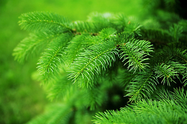 포토 JPG 해외이미지 나무 식물 계절 공원 백그라운드 잎 크리스마스 겨울 자연 휴가 사람없음 야외 장식 초록색 환경 나뭇가지 축하 소나무 화려 연도 질감 상록수 침엽수 솜털 전나무 가문비나무 해외202004 해외포토 공공시설 기념일 컬러 컨셉 생태계 파일형식 이미지허브