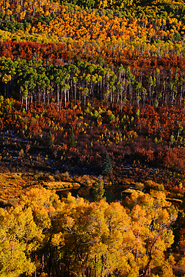 포토 JPG 해외이미지 나무 잎 자연 산 풍경 사람없음 빨간색 컬러풀 노란색 가을 콜로라도 해외202004 해외포토 식물 계절 컬러 미국 생태계 파일형식 이미지허브