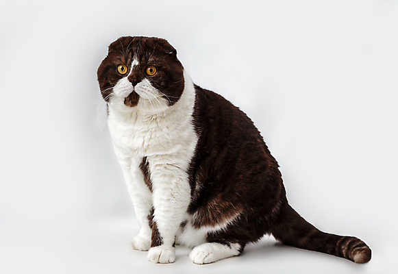 포토 JPG 해외이미지 한마리 실내 앉기 사람없음 반려동물 귀여움 고양이 흰배경 스코티시폴드 반려묘 해외202004 해외포토 동물 1 백그라운드 컨셉 포유류 모션 내부 흰색 파일형식 이미지허브