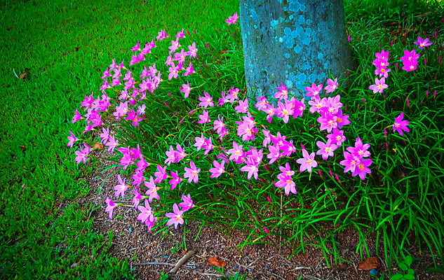 포토 JPG 해외이미지 나무 식물 공원 꽃 아시아 문화 섬 여행 백그라운드 컨셉 잎 패턴 자연 하늘 휴가 휴식 손바닥 동양인 풍경 사람없음 야외 장식 초록색 여름 여행객 환경 정원 침묵 젖음 보호 숲 하와이 정중 특별함 해외202004 해외포토 손 계절 공공시설 나라 컬러 무늬 사람 인종 미국 소리 생태계 파일형식 이미지허브