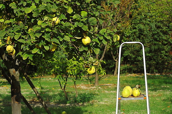 포토 JPG 해외이미지 나무 계절 행복 음식 과일 자연 건강 사람 사람없음 초록색 농장 계단 정원 가을 신선 수집 해외202004 해외포토 식물 감정 컬러 농업 생태계 파일형식 이미지허브
